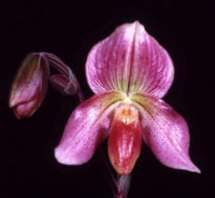 Paphiopedilum Pink Gem