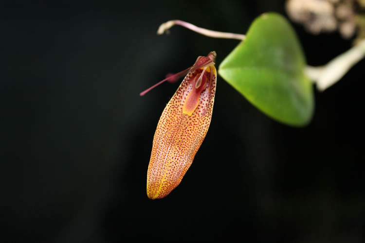 Maxillaria schunkeana la piccola orchidea nera vaso - Varesina Orchidee  Shop - Vendita piante online Varese