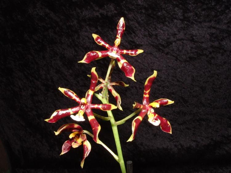 Phalaenopsis mannii 'Black Knight' 