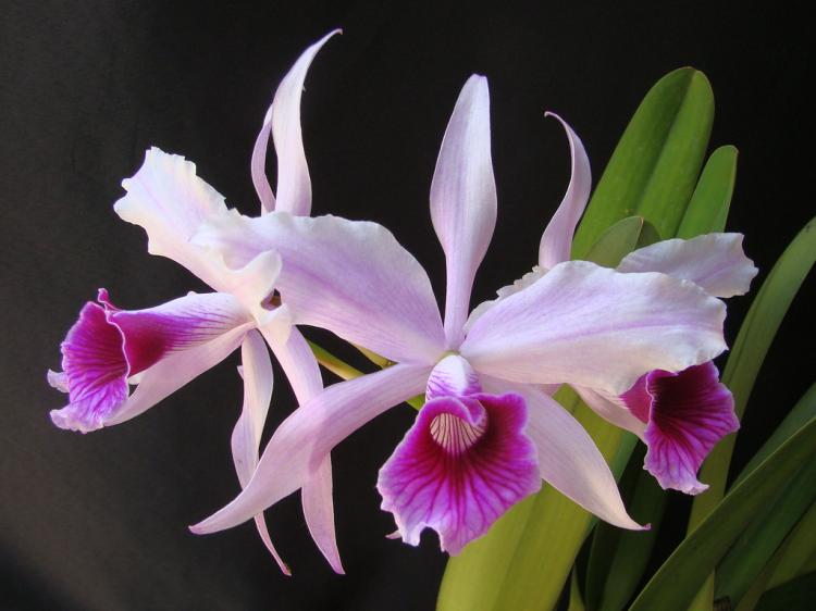 Laelia purpurata var. rosada 