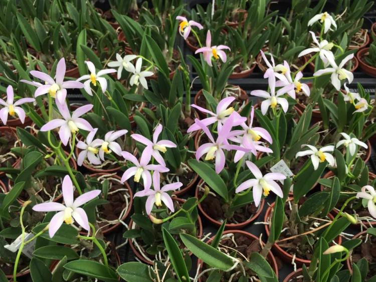 Cattleya Minipousse