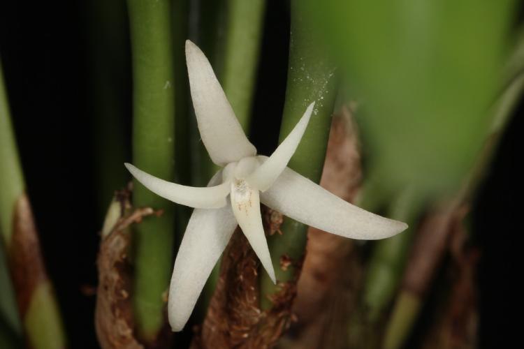 Ceratostylis radiata 