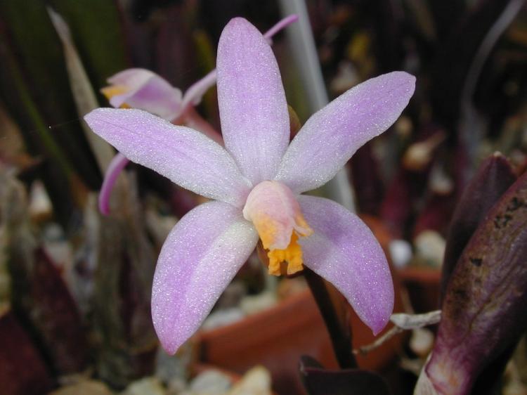 Laelia reginae