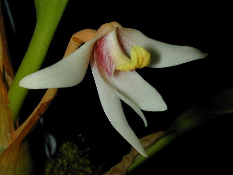 Eria longipes