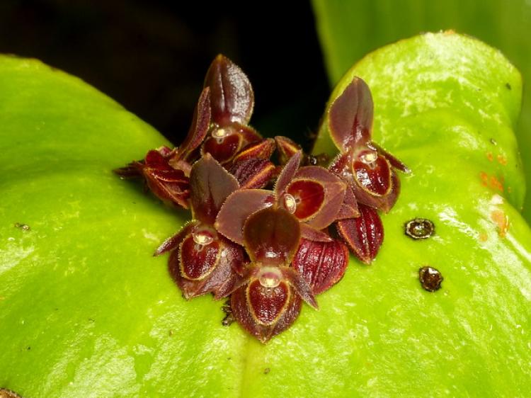 Pleurothallis Valenzino 