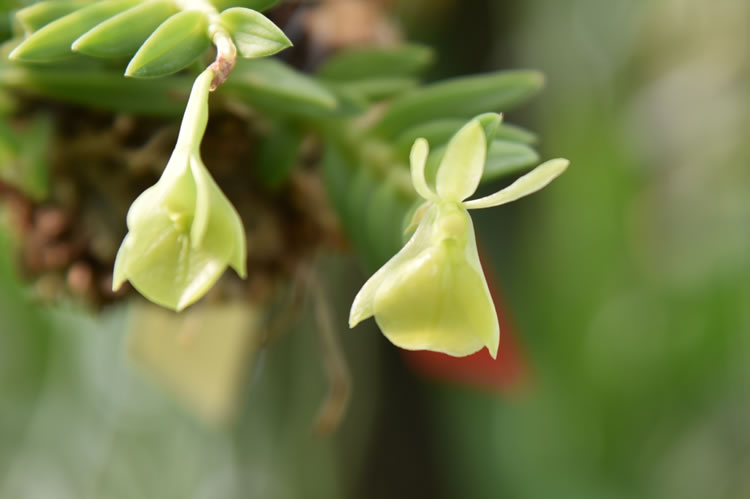 <i>Epidendrum gnomus</i> fm. album 'Alfredo Riboni'