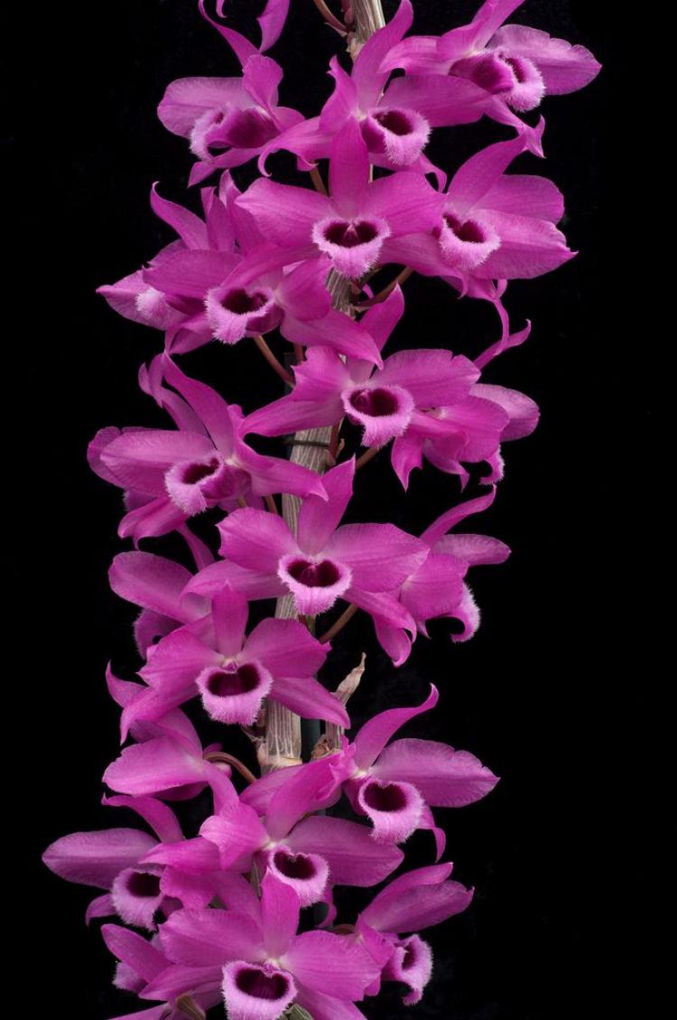 Dendrobium Nestor 