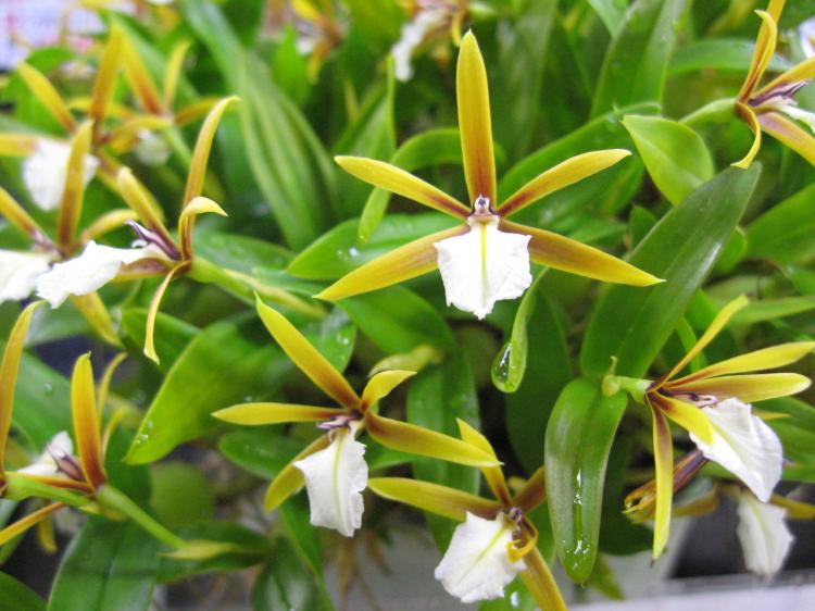 Encyclia polybulbon 