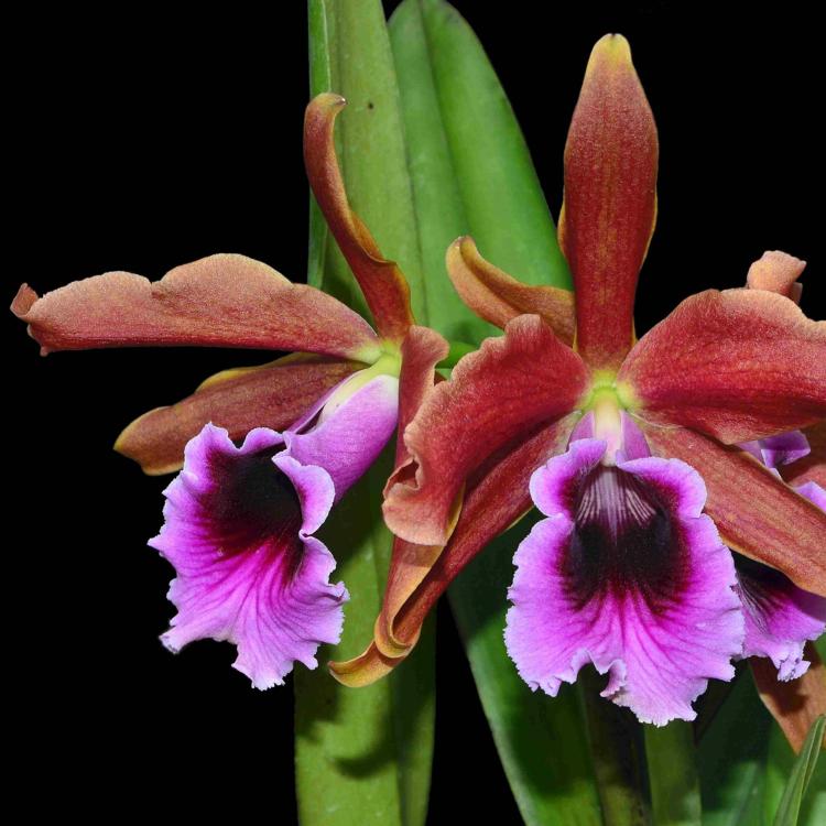 Laelia tenebrosa 