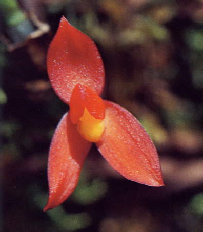 Maxillaria sophronitis vaso - Varesina Orchidee Shop - Vendita piante  online Varese