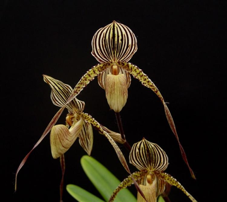 Paphiopedilum St. Swithin 