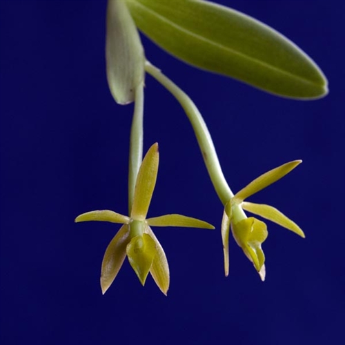 Epidendrum geminiflorum (SPECIE RARA) 