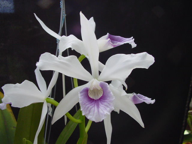 Laelia purpurata var werkhauseri