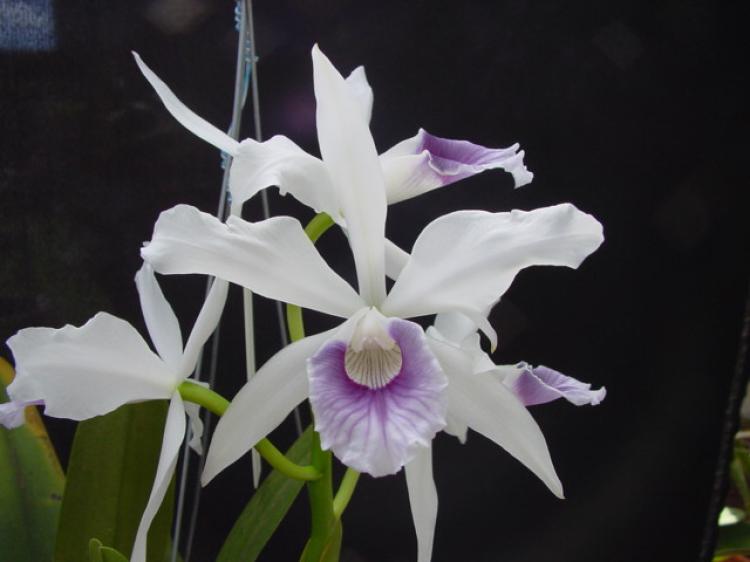 Laelia purpurata var werkhauseri 