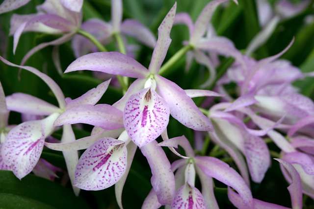 Brassocattleya Maikai 'Mayumi'