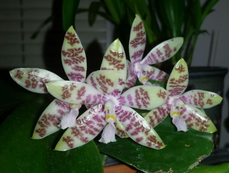 Phalaenopsis hieroglyphica 