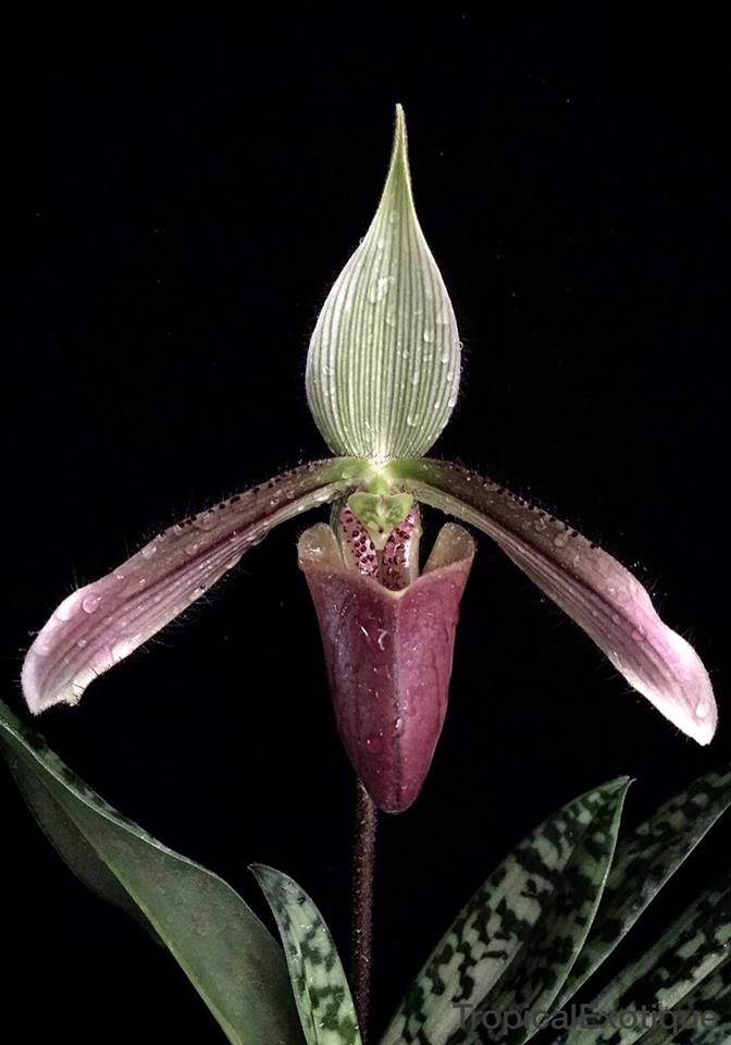 Paphiopedilum Orchard Slope 'vinicolor' x P. dayanum 'vinicolor'					